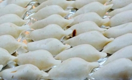 From Legend to Tradition: The Story of Yomar